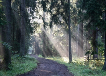 The ECJ's opinion on Białowieża is an encouragement for nature conservationists